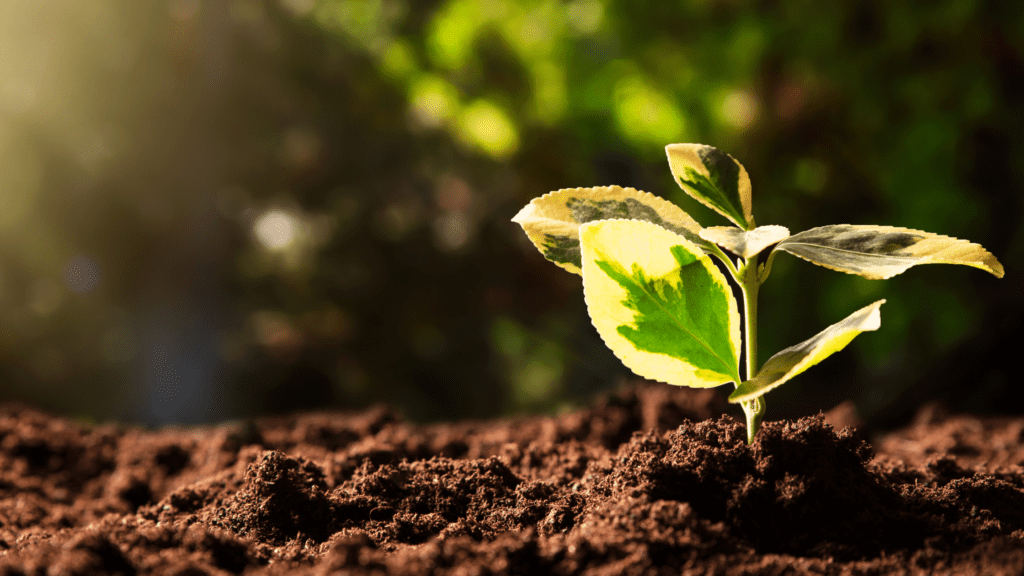 Revolutionizing the Future of Packaging: From Plastic Waste to Sustainable Solutions